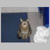 Rambo der Kater